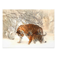 Prachtige tijger en kubus in sneeuw