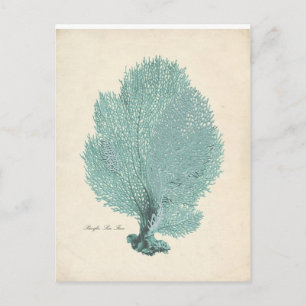 Prachtige Turquoise/Aqua Pacific Zee Fan Briefkaart