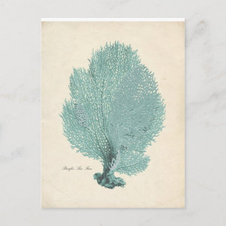 Prachtige Turquoise/Aqua Pacific Zee Fan Briefkaart
