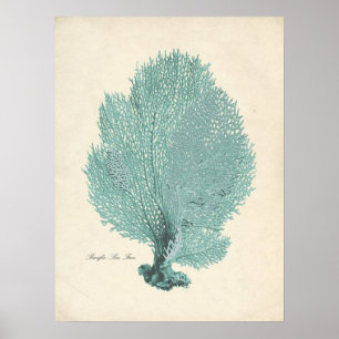 Prachtige Turquoise/Aqua Pacific Zee Fan Poster