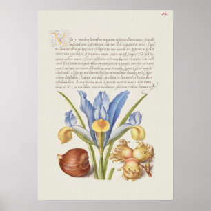Prachtige Vintage Botanische illustratie Poster