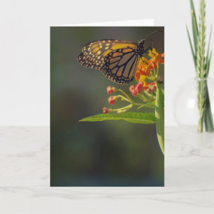 Prachtige vlinderdAfbeelding Wenskaart blanco Kaart
