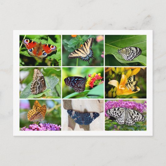 Prachtige vlinders collage Briefkaart (Voorkant)