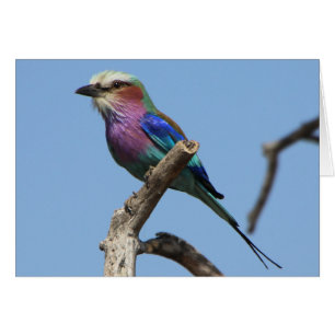 Prachtige vogelsoort Kaart