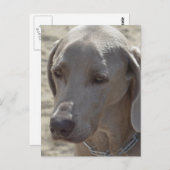 Prachtige Weimaraner Briefkaart (Voorkant / Achterkant)