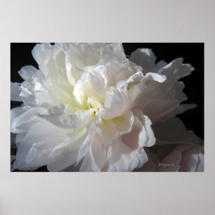 Prachtige White Peony Blossom Poster Prints