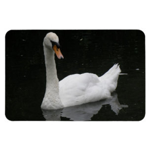 Prachtige White Swan Premium Magnet Magneet