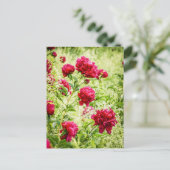 Prachtige Wild Peony Flowers Briefkaart (Staand voorkant)