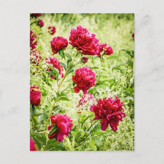 Prachtige Wild Peony Flowers Briefkaart (Voorkant)