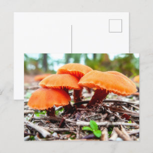 Prachtige wilde paddenstoelen bos in een herfstvel briefkaart