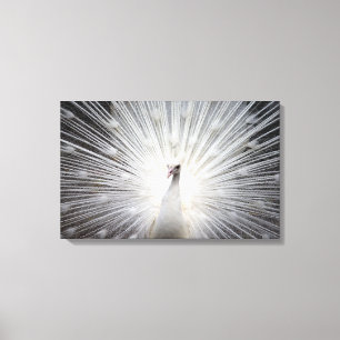 Prachtige witte albino-pruimen van een pacock canvas afdruk