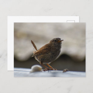 Prachtige Wren Briefkaart
