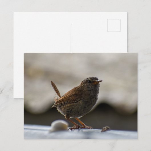 Prachtige Wren Briefkaart (Voorkant / Achterkant)