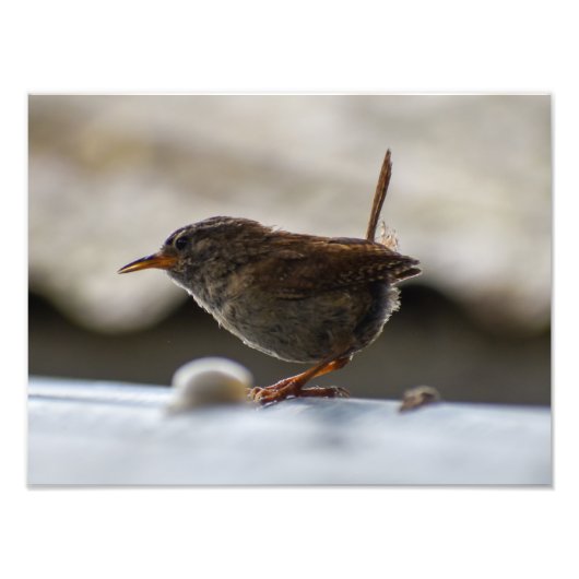 Prachtige Wren Foto Afdruk (Voorkant)