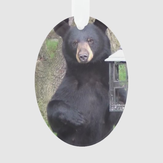 Prachtige zwarte Beer geniet van snack Ornament (voorkant)