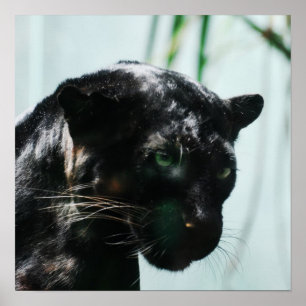 Prachtige zwarte panter poster
