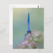 Prachtlibelle Briefkaart (Voorkant / Achterkant)
