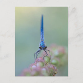 Prachtlibelle Briefkaart