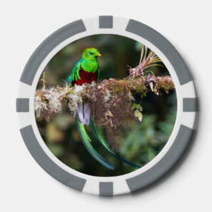 Prachtquetzal in het nevelwoud Grijs Poker Chips