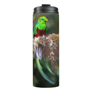 Prachtquetzal in het nevelwoud thermosbeker