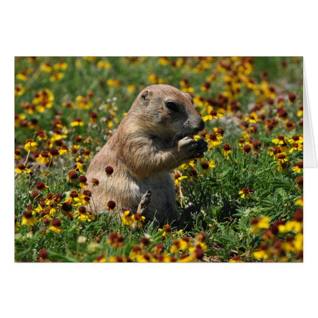 Praire Dog (Voorkant Horizontaal)