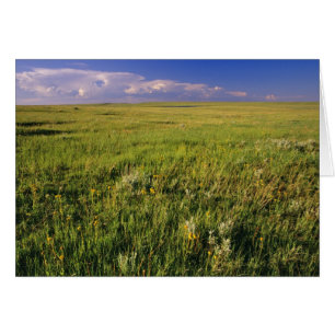 Prairie à herbe courte dans le nord-est éloigné