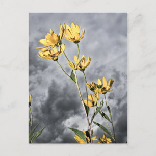 Prairie Beauty Briefkaart