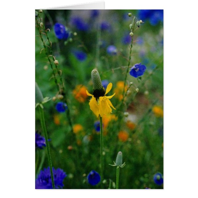 Prairie Coneflower (Voorkant)