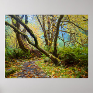 Prairie Creek Redwoods herfstkleuren Poster