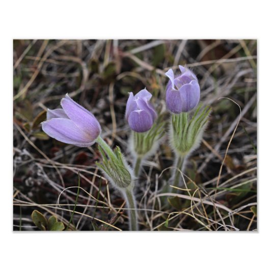 Prairie Crocus Foto Afdruk (Voorkant)