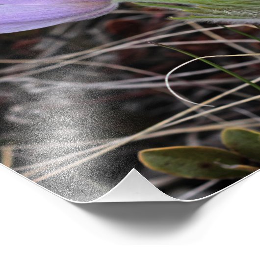 Prairie Crocus Foto Afdruk (Hoek)