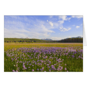 Prairie de fleurs sauvages de penstemon dans le 2