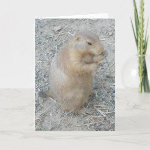 "Prairie Dog #1" Dank u kaart