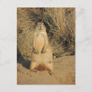 Prairie Dog Briefkaart