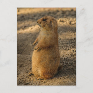 Prairie Dog Briefkaart