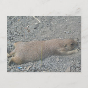 Prairie Dog Briefkaart