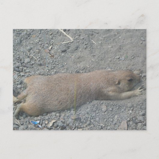 Prairie Dog Briefkaart (Voorkant)