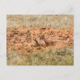 Prairie Dog, Devil's Tower National Monument (WY) Briefkaart