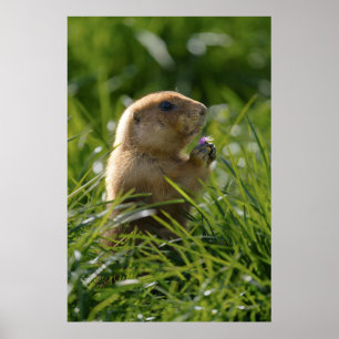 Prairie Dog en de Paarse Bloom Poster