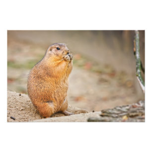 Prairie dog foto afdruk
