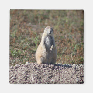 Prairie Dog in Badlands National Park, Interior SD Magneet