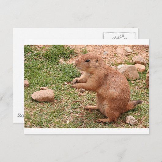 Prairie dog in zoo, Arizona, Verenigde Staten Briefkaart (Voorkant / Achterkant)