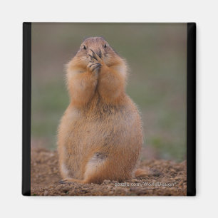 Prairie Dog Magneet