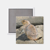 Prairie Dog met zwarte staart Magneet (Voorkant / Achterkant)