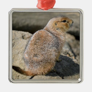 Prairie Dog met zwarte staart Metalen Ornament