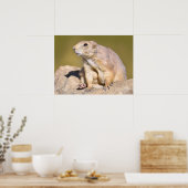 Prairie Dog met zwarte staart Poster (Keuken)