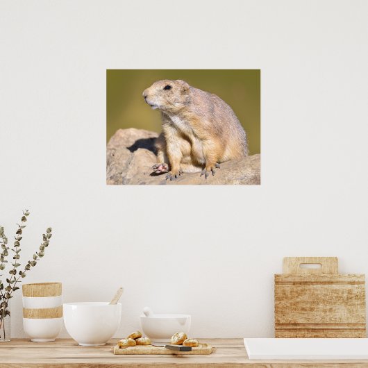 Prairie Dog met zwarte staart Poster (Keuken)