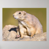 Prairie Dog met zwarte staart Poster (Voorkant)