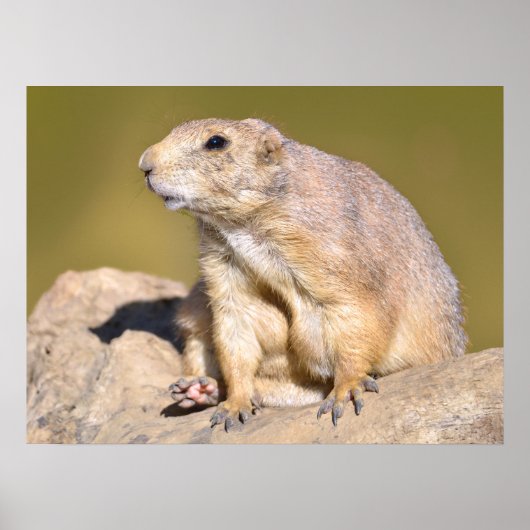 Prairie Dog met zwarte staart Poster (Voorkant)