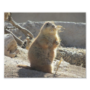 Prairie Dog Photo Print Foto Afdruk